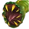 Acid Worm