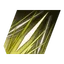 <Tara's Steel Staff> Monk Staff Art